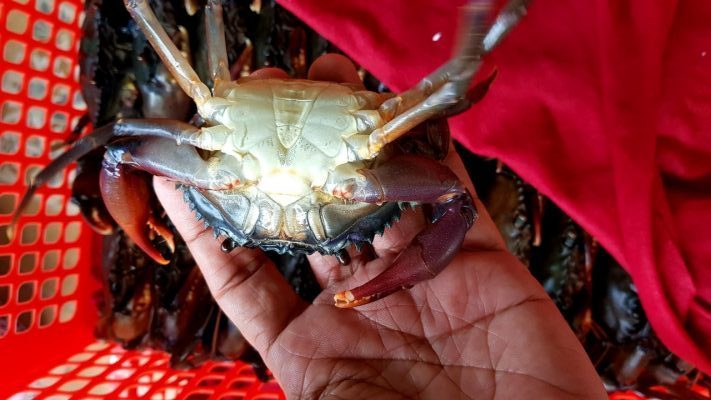 Cung cấp mua bán sỉ và lẻ các mặt hàng hải sản tại Đà Nẵng