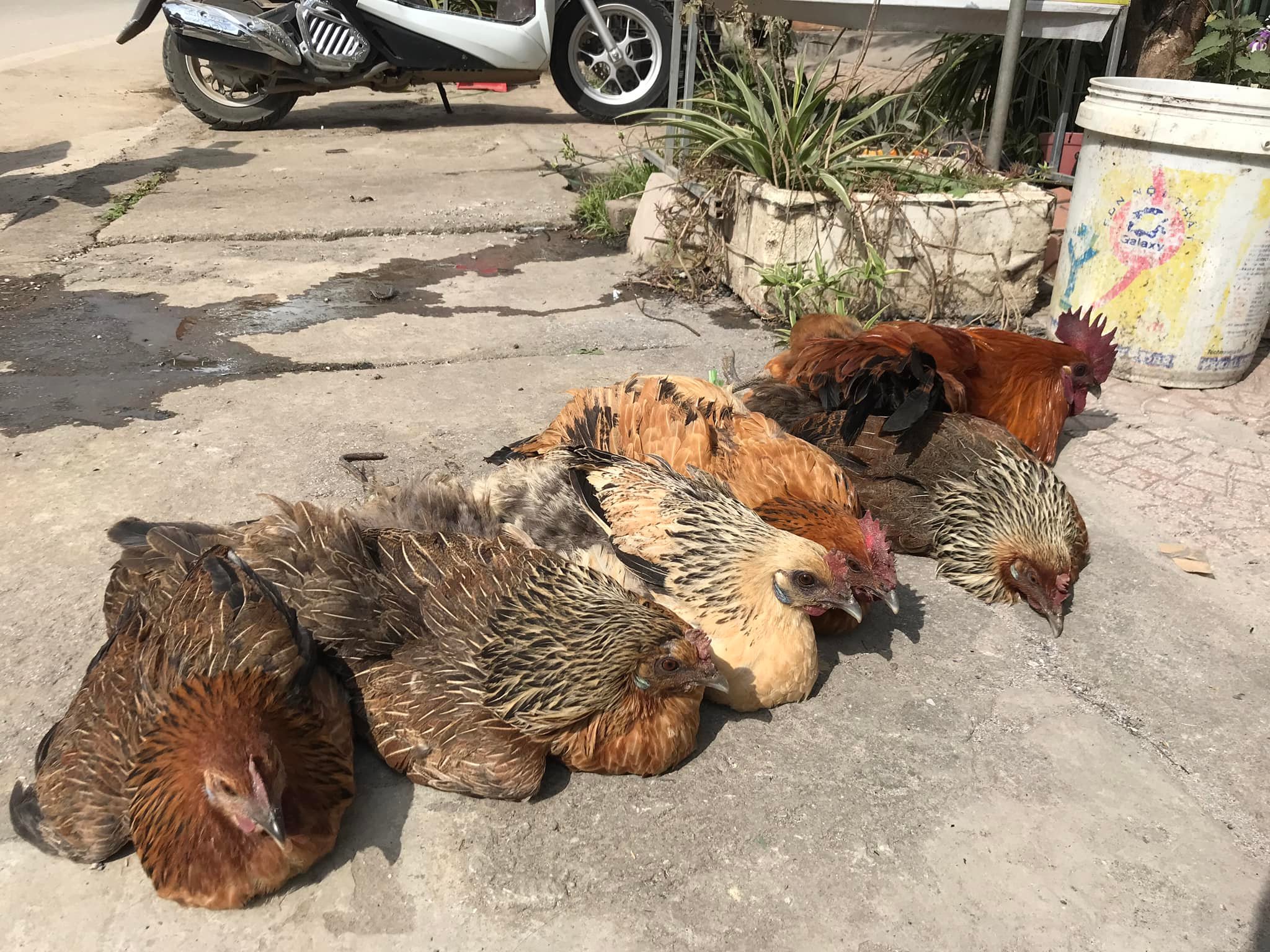 Cung cấp sỉ lẻ gà H'mong bản địa Việt Nam số lượng lớn gà thịt gà giống trứng.